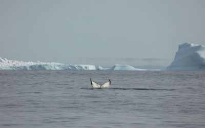 Nouvelles données sur la migration des baleines à bosse!